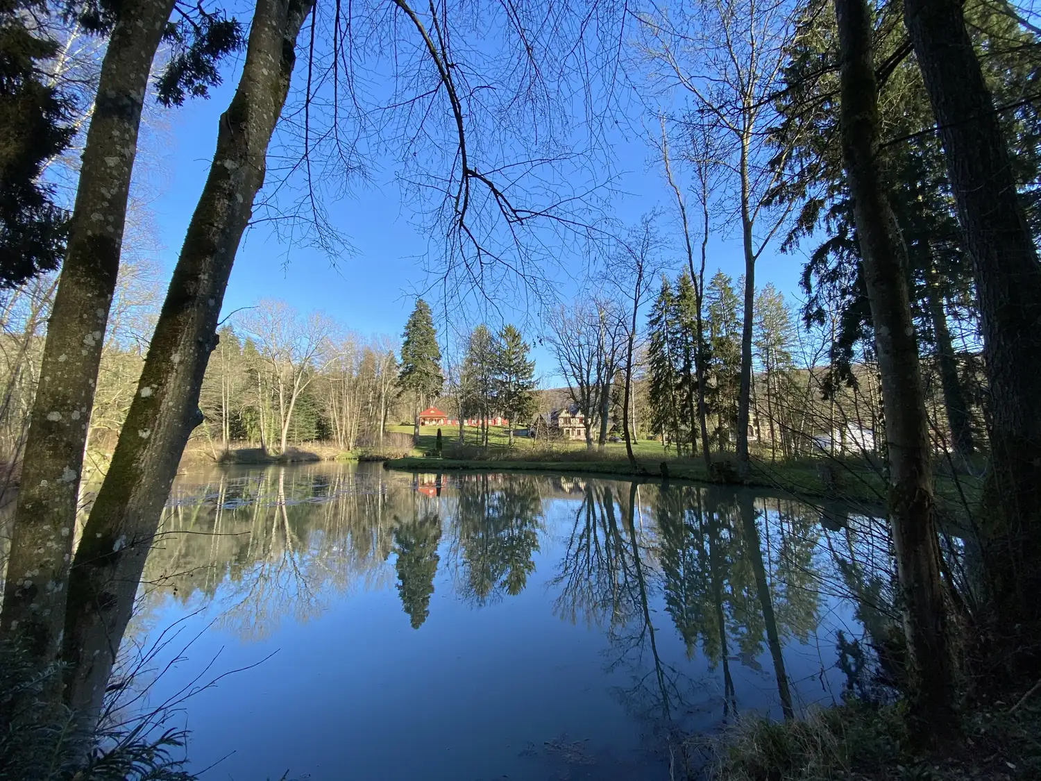 Blick durch die Baumstämme am Ufer des Parkteichs in Ramholz